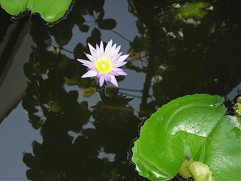 ФОТО №1 фото Тайланда, водяные лилии