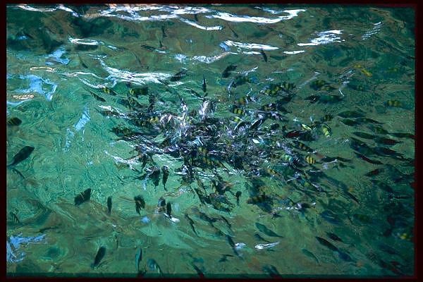 ФОТО №1 фото Тайланда - подводный мир Сиамского залива