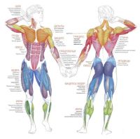 фото мышцы человека массаж